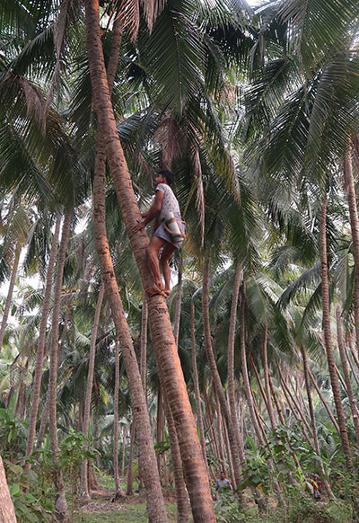 man climbing a palm tree